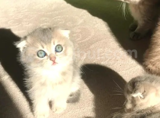 Yeni Yuvaları Için Hazır Minikler Fold