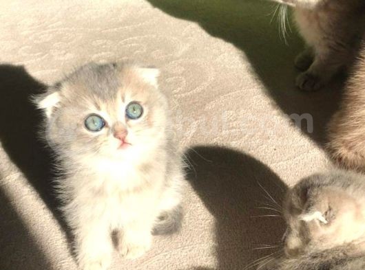 Yeni Yuvaları Için Hazır Minikler Fold görsel