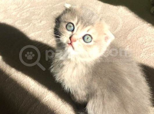 Yeni Yuvaları Için Hazır Minikler Fold görsel