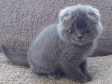 Bebek Suratli Ve Sifir Kulakli Scottish Fold Yavrumuz