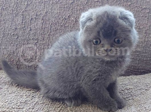 Bebek Suratli Ve Sifir Kulakli Scottish Fold Yavrumuz