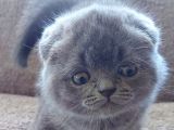 Bebek Suratli Ve Sifir Kulakli Scottish Fold Yavrumuz