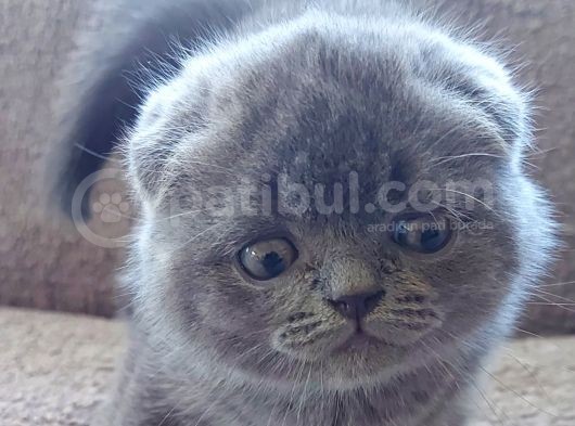 Bebek Suratli Ve Sifir Kulakli Scottish Fold Yavrumuz görsel