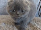 Bebek Suratli Ve Sifir Kulakli Scottish Fold Yavrumuz