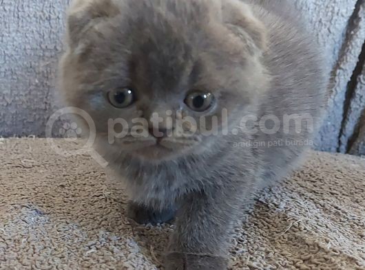 Bebek Suratli Ve Sifir Kulakli Scottish Fold Yavrumuz görsel