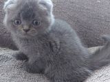 Bebek Suratli Ve Sifir Kulakli Scottish Fold Yavrumuz