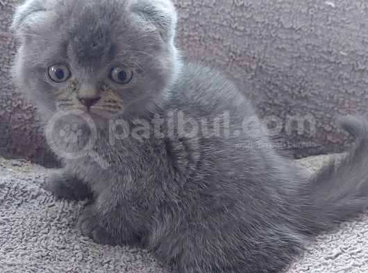 Bebek Suratli Ve Sifir Kulakli Scottish Fold Yavrumuz görsel