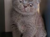 Bebek Suratli Ve Sifir Kulakli Scottish Fold Yavrumuz