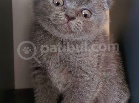 Bebek Suratli Ve Sifir Kulakli Scottish Fold Yavrumuz görsel