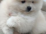 Show Kalite Pomeranian Boo Bebekler