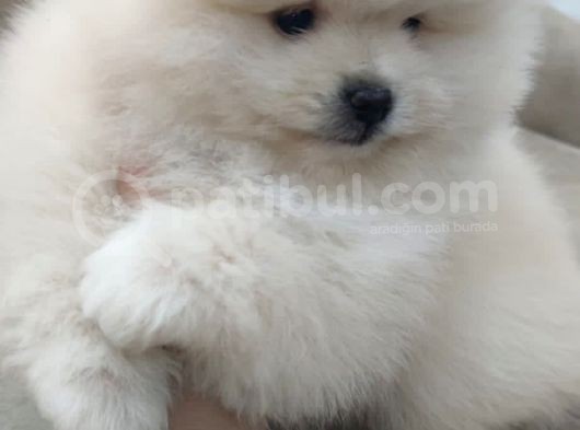 Show Kalite Pomeranian Boo Bebekler görsel