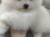 Show Kalite Pomeranian Boo Bebekler