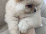 Show Kalite Pomeranian Boo Bebekler
