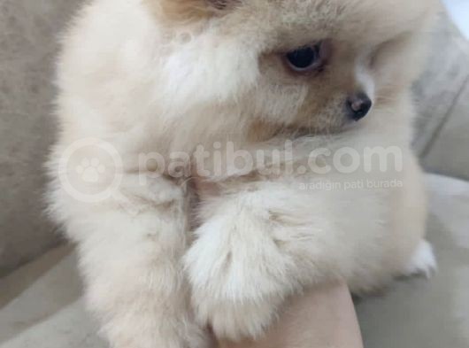 Show Kalite Pomeranian Boo Bebekler görsel