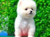 A Kalite Orjinal Pomeranian Boo Bebekler