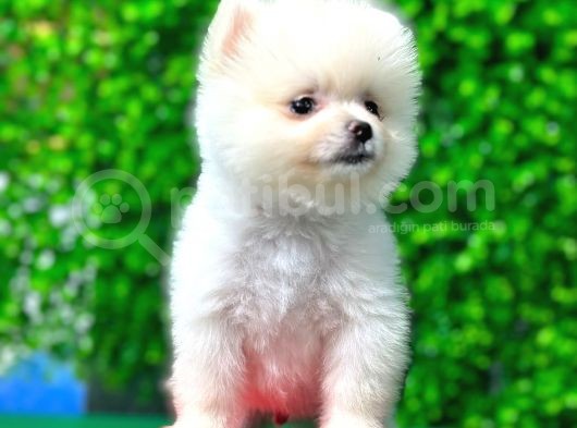 A Kalite Orjinal Pomeranian Boo Bebekler görsel