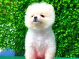 A Kalite Orjinal Pomeranian Boo Bebekler
