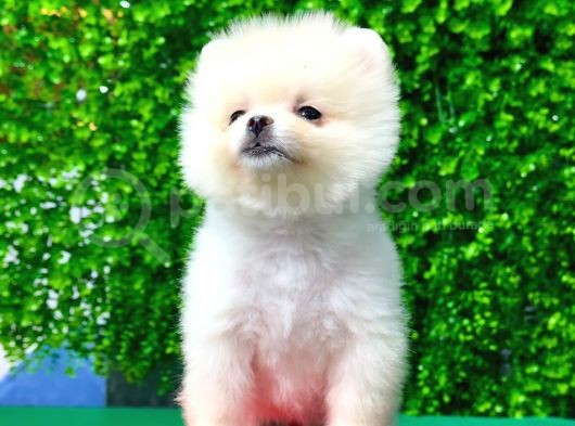 A Kalite Orjinal Pomeranian Boo Bebekler görsel