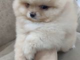 Show Kalite Pomeranian Boo Bebekler