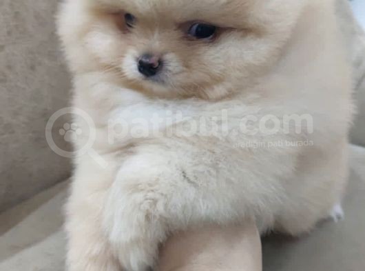 Show Kalite Pomeranian Boo Bebekler görsel