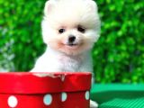 A Kalite Orjinal Pomeranian Boo Bebekler