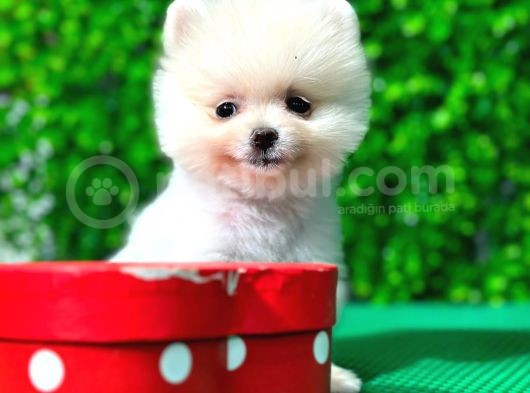 A Kalite Orjinal Pomeranian Boo Bebekler