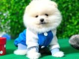 Secereli Pomeranian Boo Yavrular