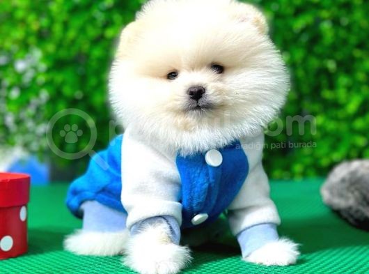 Secereli Pomeranian Boo Yavrular