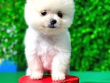 A Kalite Orjinal Pomeranian Boo Bebekler