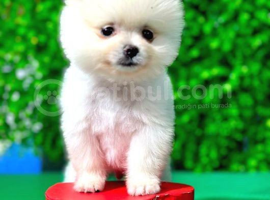 A Kalite Orjinal Pomeranian Boo Bebekler görsel