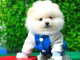 Secereli Pomeranian Boo Yavrular