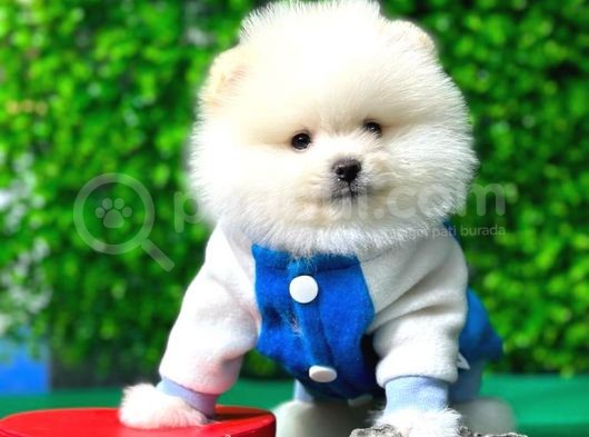 Secereli Pomeranian Boo Yavrular görsel