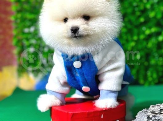 Secereli Pomeranian Boo Yavrular görsel