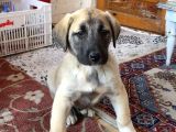 Mükemmel Kalite Kangal Yavruları