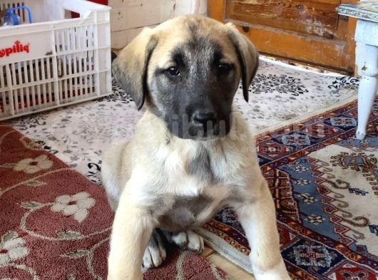 Mükemmel Kalite Kangal Yavruları