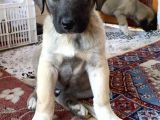 Mükemmel Kalite Kangal Yavruları
