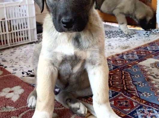 Mükemmel Kalite Kangal Yavruları görsel