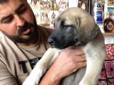 Mükemmel Kalite Kangal Yavruları