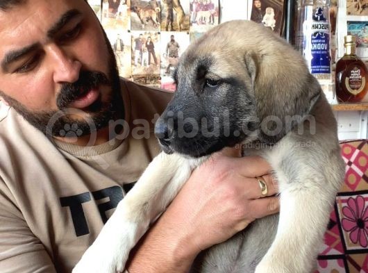 Mükemmel Kalite Kangal Yavruları görsel