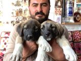 Mükemmel Kalite Kangal Yavruları