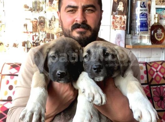 Mükemmel Kalite Kangal Yavruları görsel
