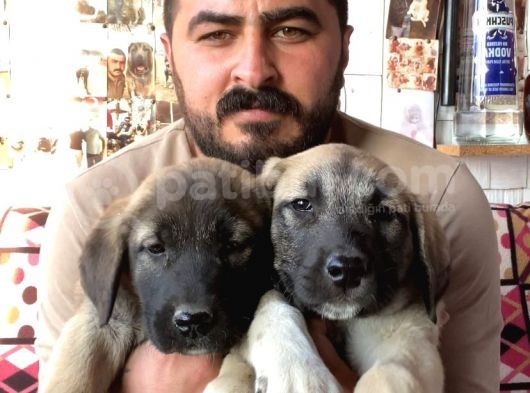 Mükemmel Kalite Kangal Yavruları görsel