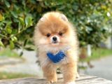 Safkan Teddy Bear Pomeranian Boo Yavrularımız