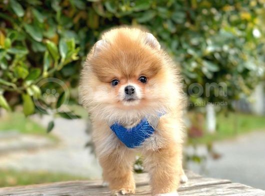Safkan Teddy Bear Pomeranian Boo Yavrularımız görsel
