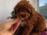 Çocuklarınıza En İyi Arkadaş Poodle Yavrularımız