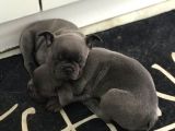 Blue French Bulldog Yavru