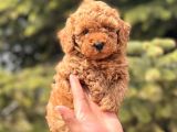 Safkan Toy Poodle Yavrular