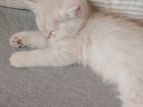 Oyuncu Tatlı British Shorthair Yavrumuz