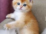 British Shorthair Golden Shaded Ny12Ny11