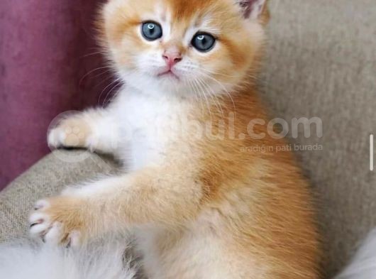 British Shorthair Golden Shaded Ny12Ny11 görsel